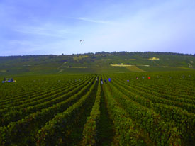The vineyard of Domaine Romanée-Conti